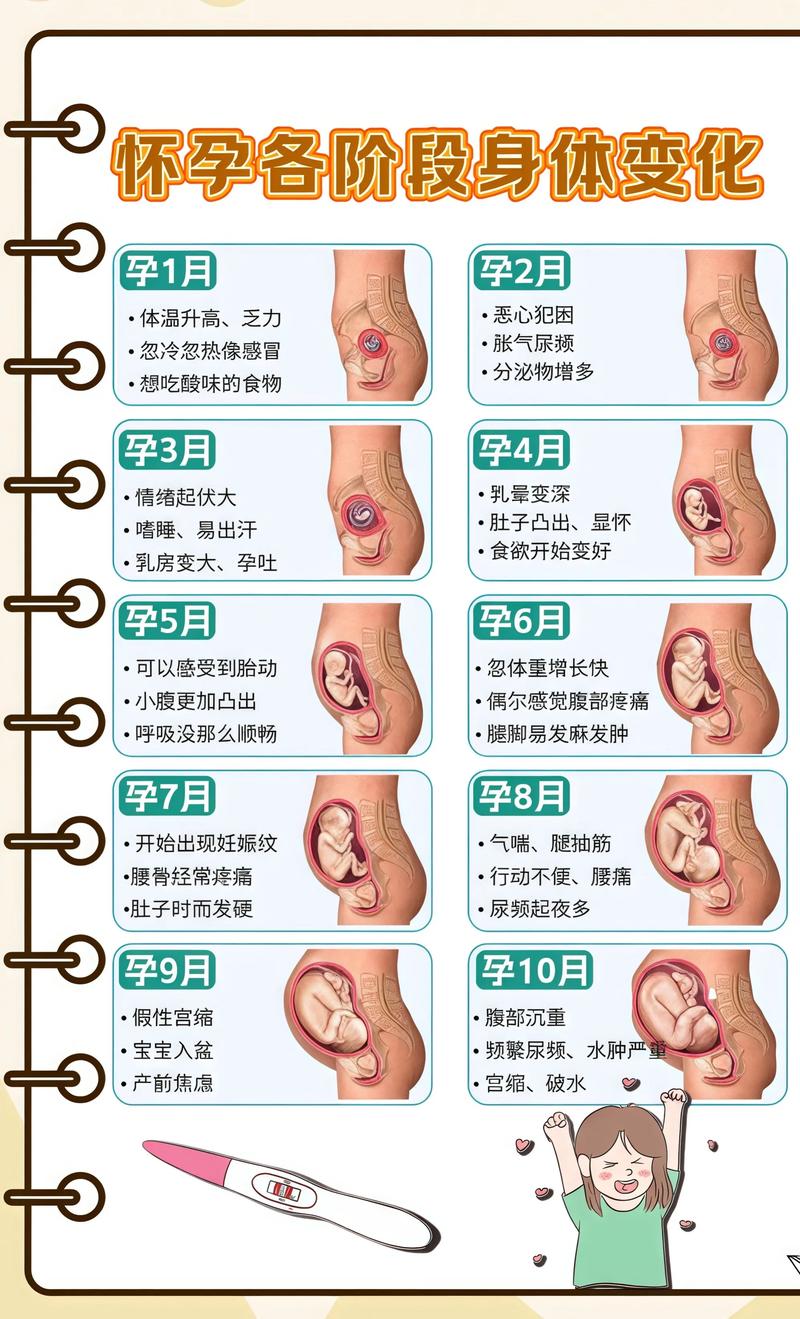 揭秘供卵代孕妈妈怀孕小腹分两节，孕期变化的奥秘景德镇代生机构: